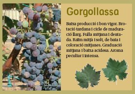 gorgollassa